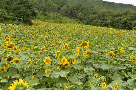 동강 운치리 해바라기축제