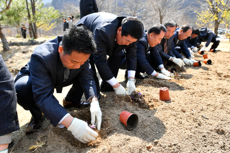 제13회 정선동강할미꽃 축제