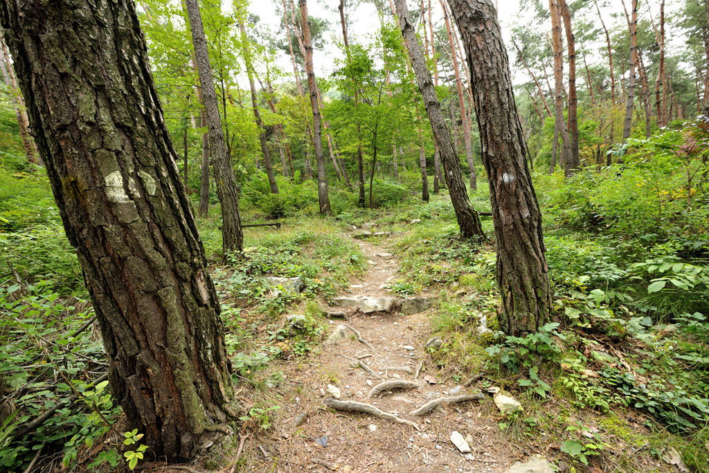 조양산,기우산 등산로 이미지 13