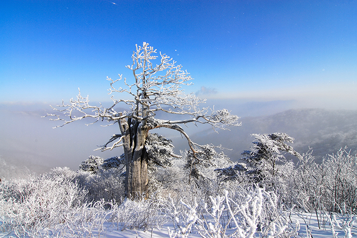 함백산 이미지 12